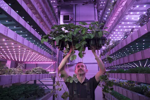 Worker holding a tray of strawberry plants in an Intelligent Growth Solutions vertical farm